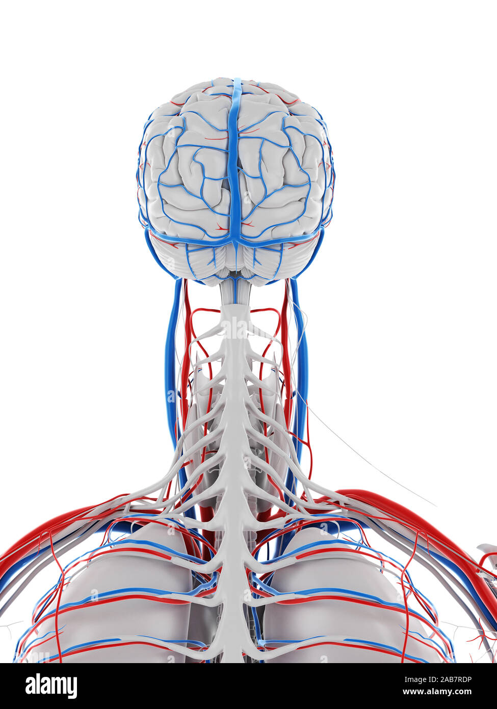 3D Rendering accurato dal punto di vista medico illustrazione del sistema vascolare del cervello Foto Stock