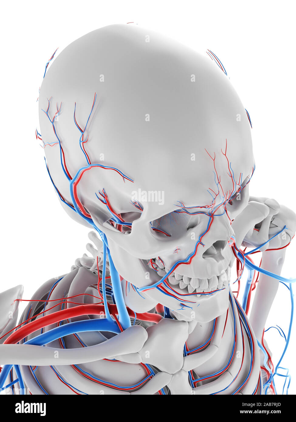 3D Rendering accurato dal punto di vista medico illustrazione del sistema vascolare del cervello Foto Stock