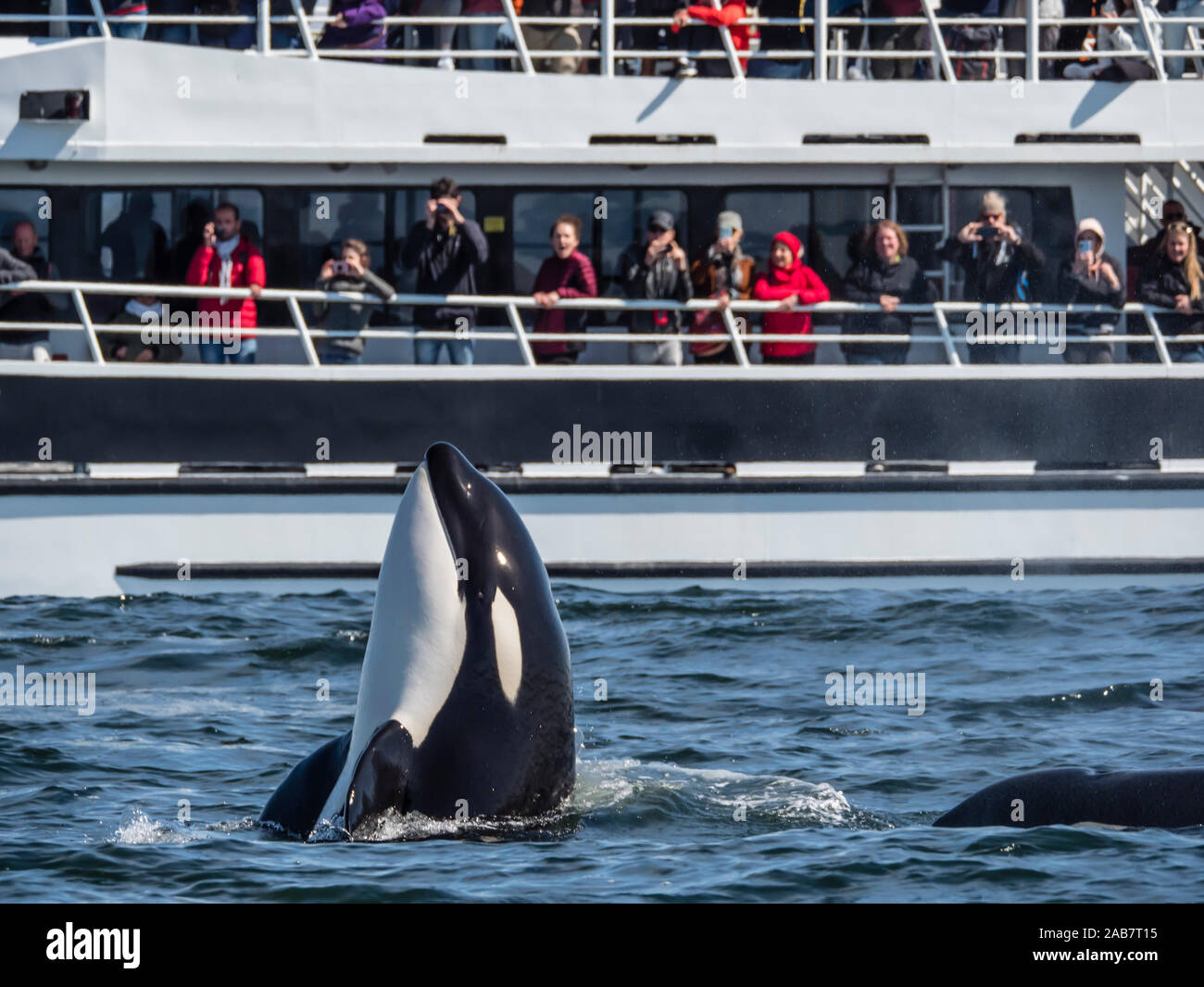 Tipo transitorio balena killer (Orcinus orca), spy-hopping barca vicino a Monterey Bay National Marine Sanctuary, California, America del Nord Foto Stock