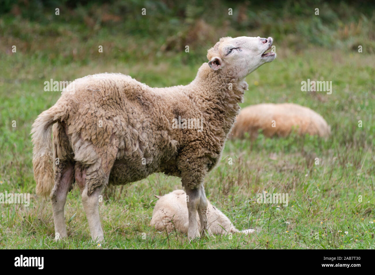 Le pecore è di piangere. Ritratto di una pecora belati. su un prato con erba verde. Gregge di pecore. La vita rurale del concetto. Sono le pecore che pascolano nella natura. Foto Stock
