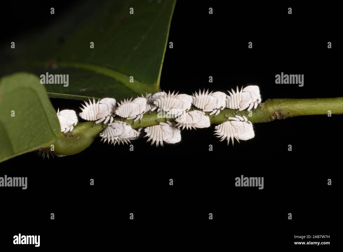 Treehopper Ninfe (Hemiptera) appoggiato sulla foglia, stelo Parco Nazionale del Manu, Perù, Novembre Foto Stock