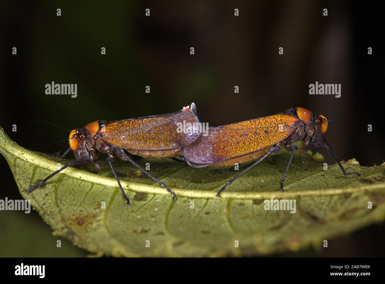 Leafhopper arancione, coppia coniugata sul retro della foglia, Parco Nazionale del Manu, Perù, Novembre Foto Stock