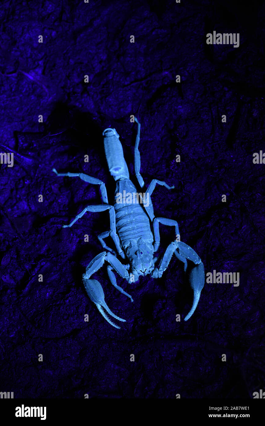 Scorpione peruviano, fluorescente sotto la luce ultravioletta di notte, il Parco Nazionale del Manu, Perù, Novembre Foto Stock