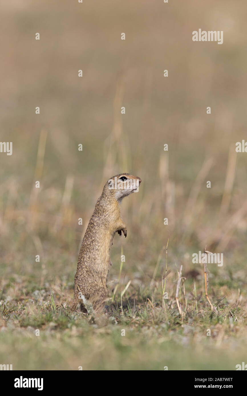 Souslik europeo (Spermophilus citellus) adulto, allarme permanente sulle zampe posteriori in prati, Macin, Romania, Giugno Foto Stock