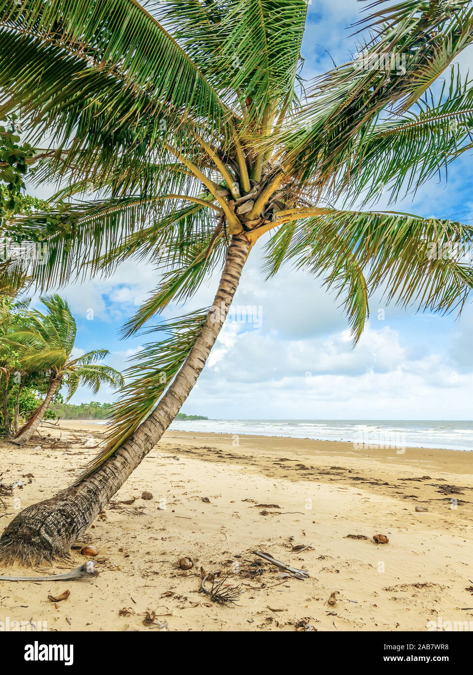 Eine schoene Palme am Strand Foto Stock