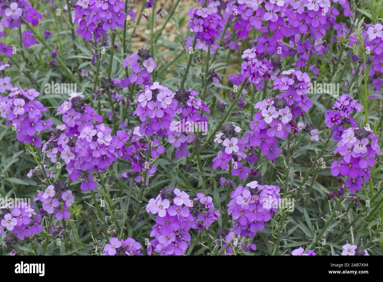 Erysimum "Bowles Malva dell', perenne violaciocca in pieno fiore viola, Berkshire può Foto Stock