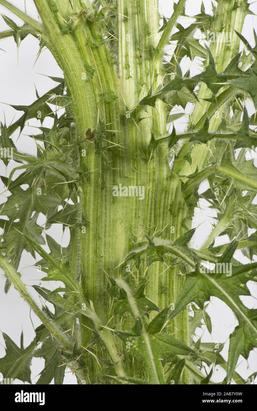 Stelo appiattire 'fasciation' su una lancia thistle, Cirsium vulgare, pianta flowering, Berkshire, Giugno Foto Stock
