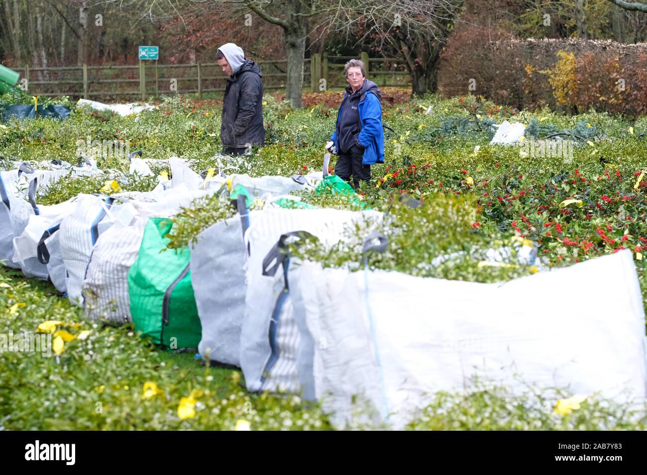 Burford House, Tenbury Wells, Worcestershire - Martedì 26 Novembre 2019 - Il primo Natale agrifoglio e vischio asta della stagione - Aste di vischio si sono svolti a Tenbury Wells per oltre 160 anni. Gli acquirenti sfoglia tra i molti fasci all asta di quest'anno. Una ulteriore asta avrà luogo la prossima settimana - Credit: Steven Maggio/Alamy Live News Foto Stock
