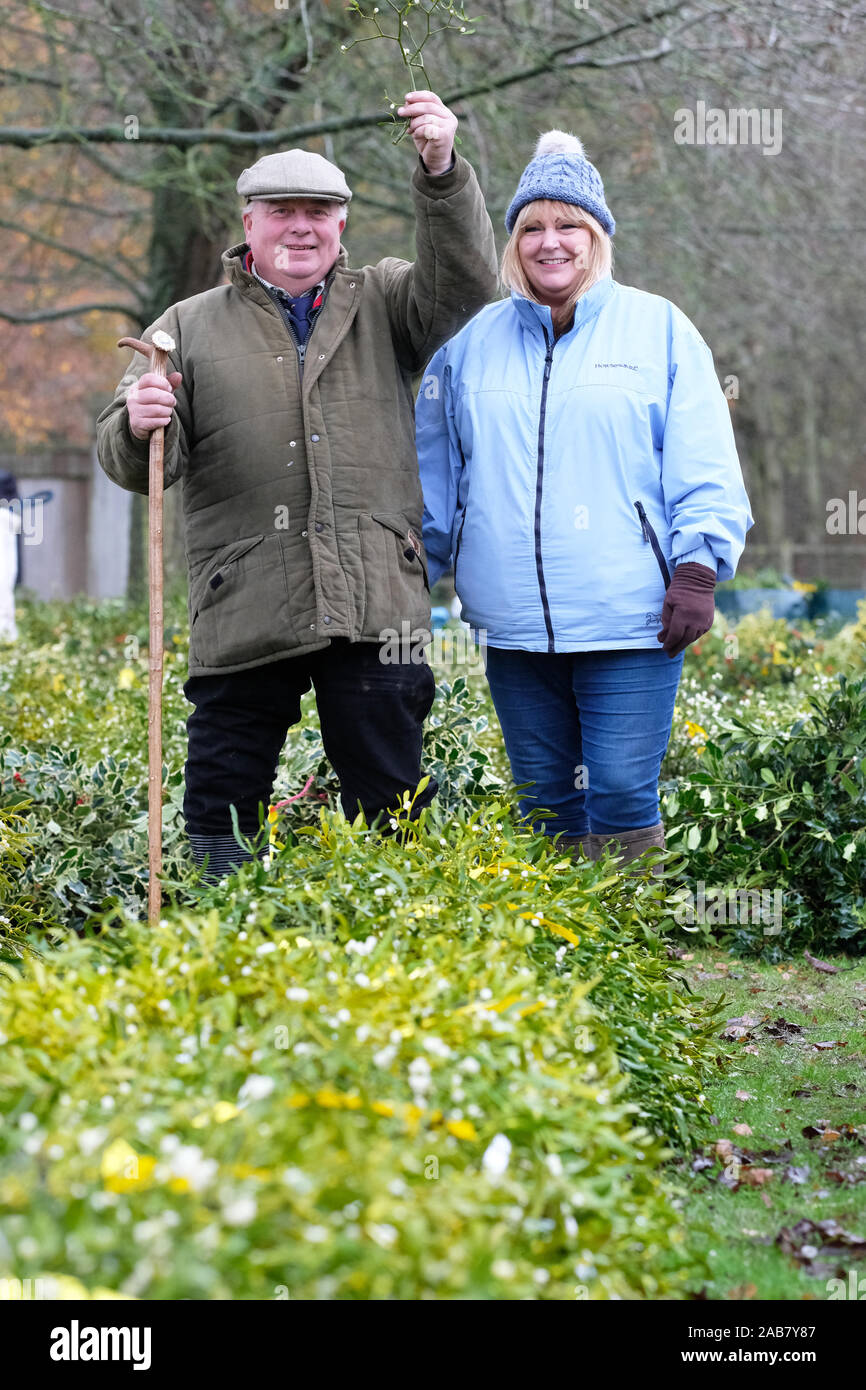 Burford House, Tenbury Wells, Worcestershire - Martedì 26 Novembre 2019 - Il primo Natale agrifoglio e vischio asta della stagione - Aste di vischio si sono svolti a Tenbury Wells per oltre 160 anni. Gli acquirenti di prendere in considerazione tale aspetto anni vischio - una ulteriore asta avrà luogo la prossima settimana - Credit: Steven Maggio/Alamy Live News Foto Stock
