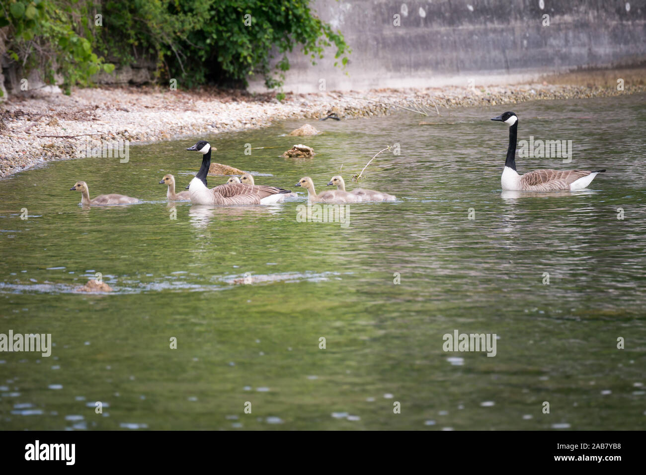 Eine Gaense-Familie auf dem Wasser Foto Stock