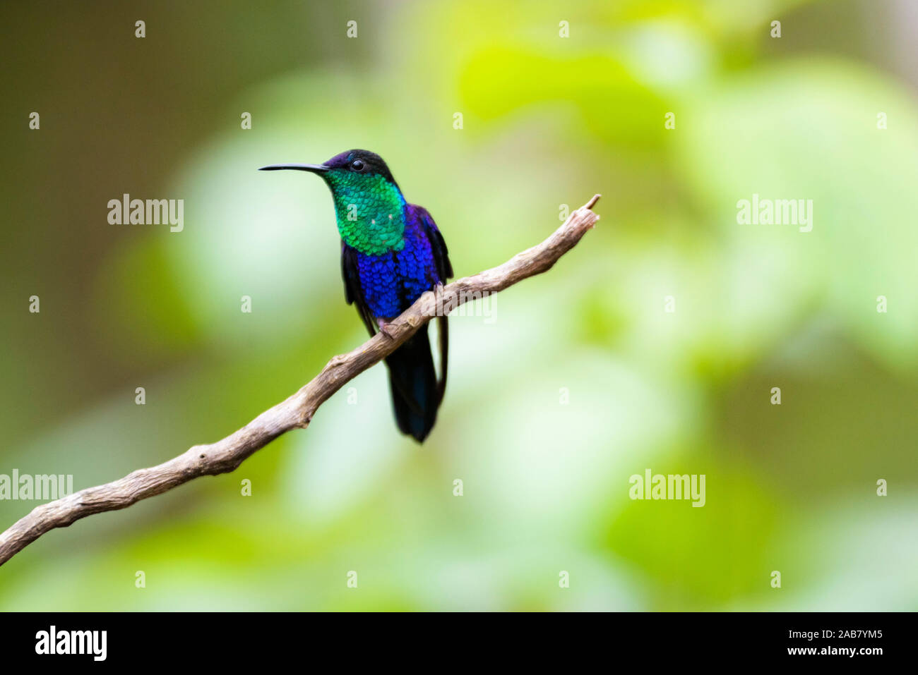 Incoronato Woodnymph (Thalurania colombica) una specie di Colibrì a Arenal Volcano National Park, provincia di Alajuela, Costa Rica, America Centrale Foto Stock