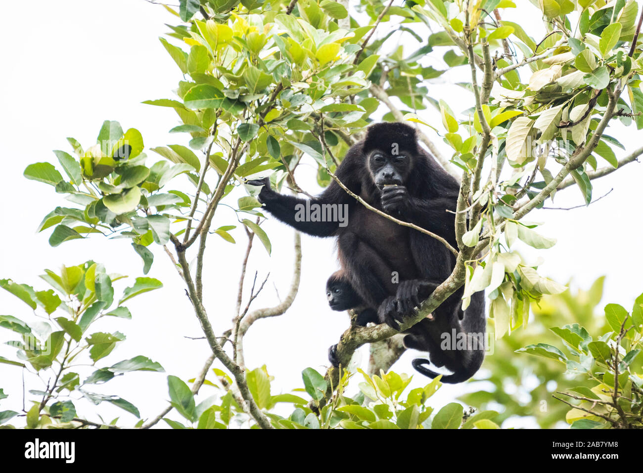 Mantled scimmia urlatrice (Alouatta palliata), La Fortuna, Arenal, provincia di Alajuela, Costa Rica, America Centrale Foto Stock
