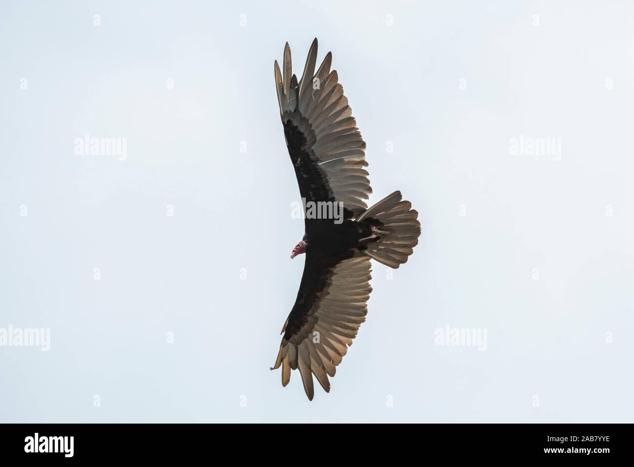 La Turchia Vulture (Cathartes aura), Tarcoles River, Carara National Park, Puntarenas Provincia, Costa Rica, America Centrale Foto Stock