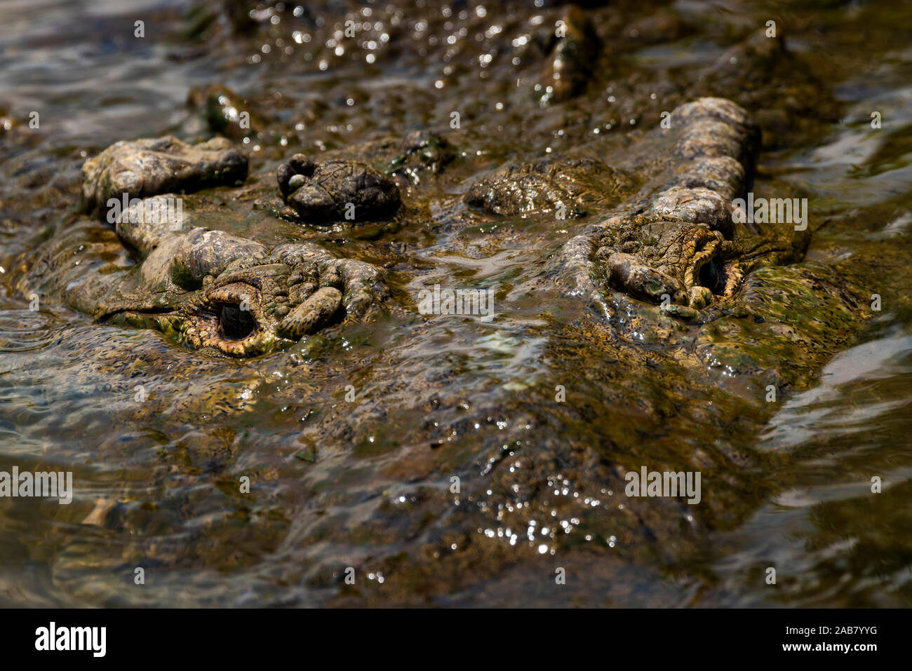 Coccodrillo americano (Crocodylus acutus), Tarcoles River, Carara National Park, Puntarenas Provincia, Costa Rica, America Centrale Foto Stock