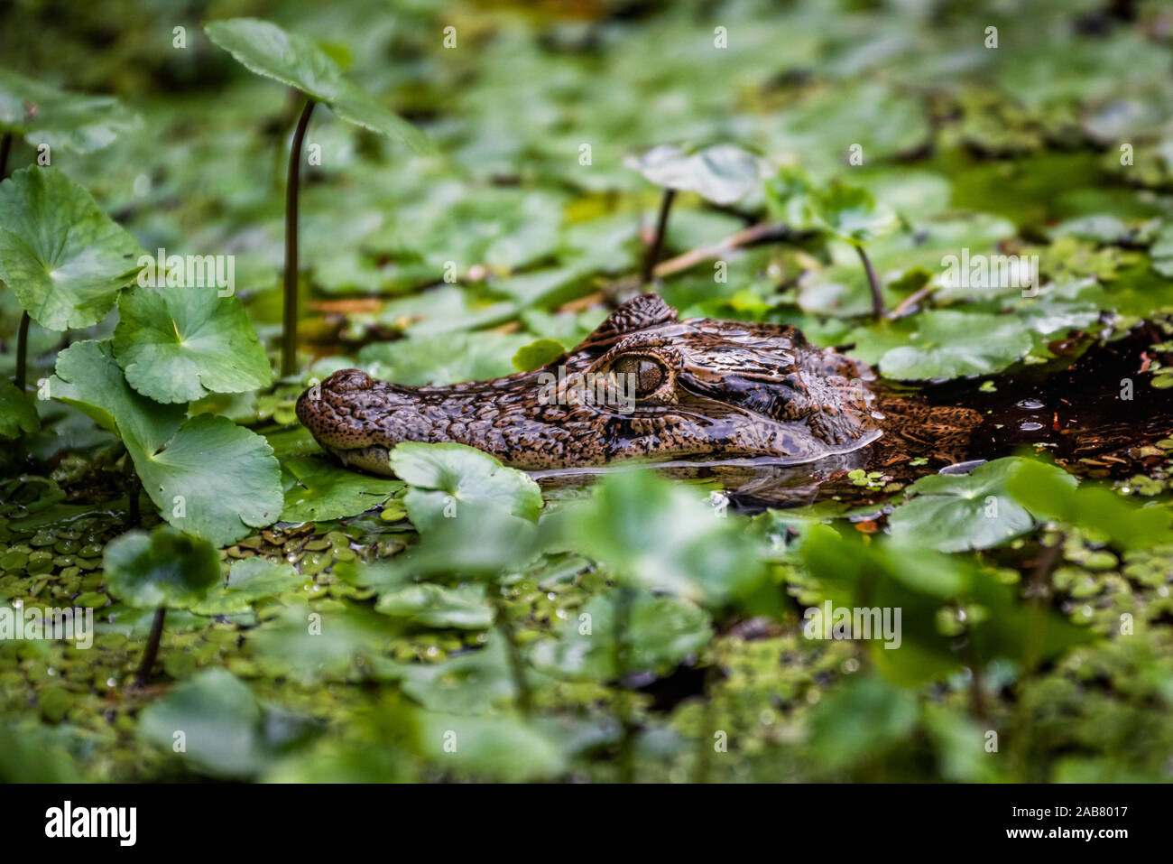 Caimano dagli occhiali (Caiman crocodilus), il Parco Nazionale di Tortuguero, Limon Provincia, Costa Rica, America Centrale Foto Stock