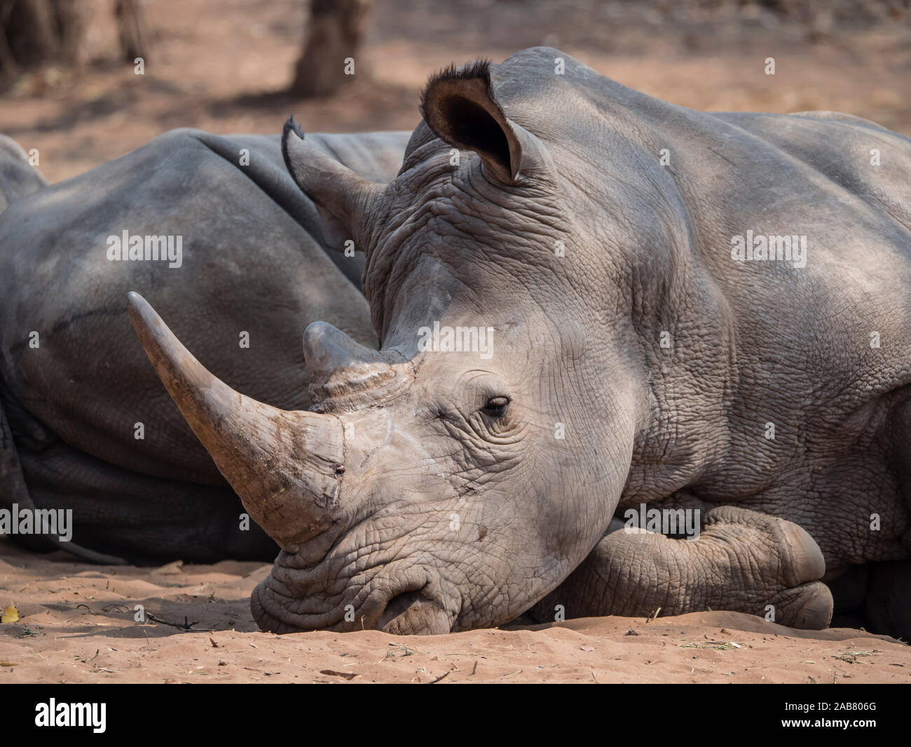 Un adulto rinoceronte bianco del sud (Ceratotherium simum simum), custodito nel Mosi-oa-Tunya National Park, Zambia, Africa Foto Stock