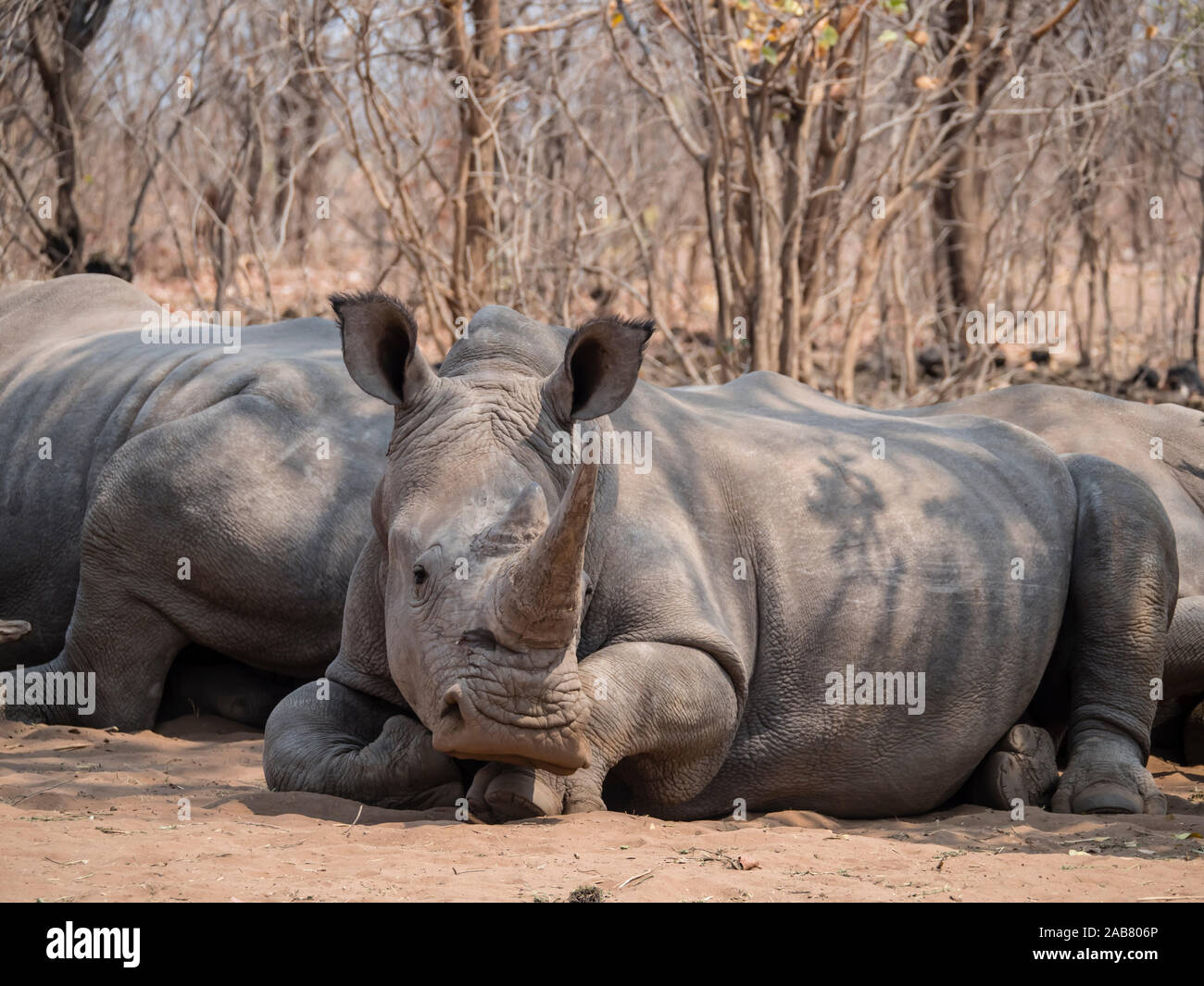 Adulto rinoceronte bianco del sud (Ceratotherium simum simum), custodito nel Mosi-oa-Tunya National Park, Zambia, Africa Foto Stock