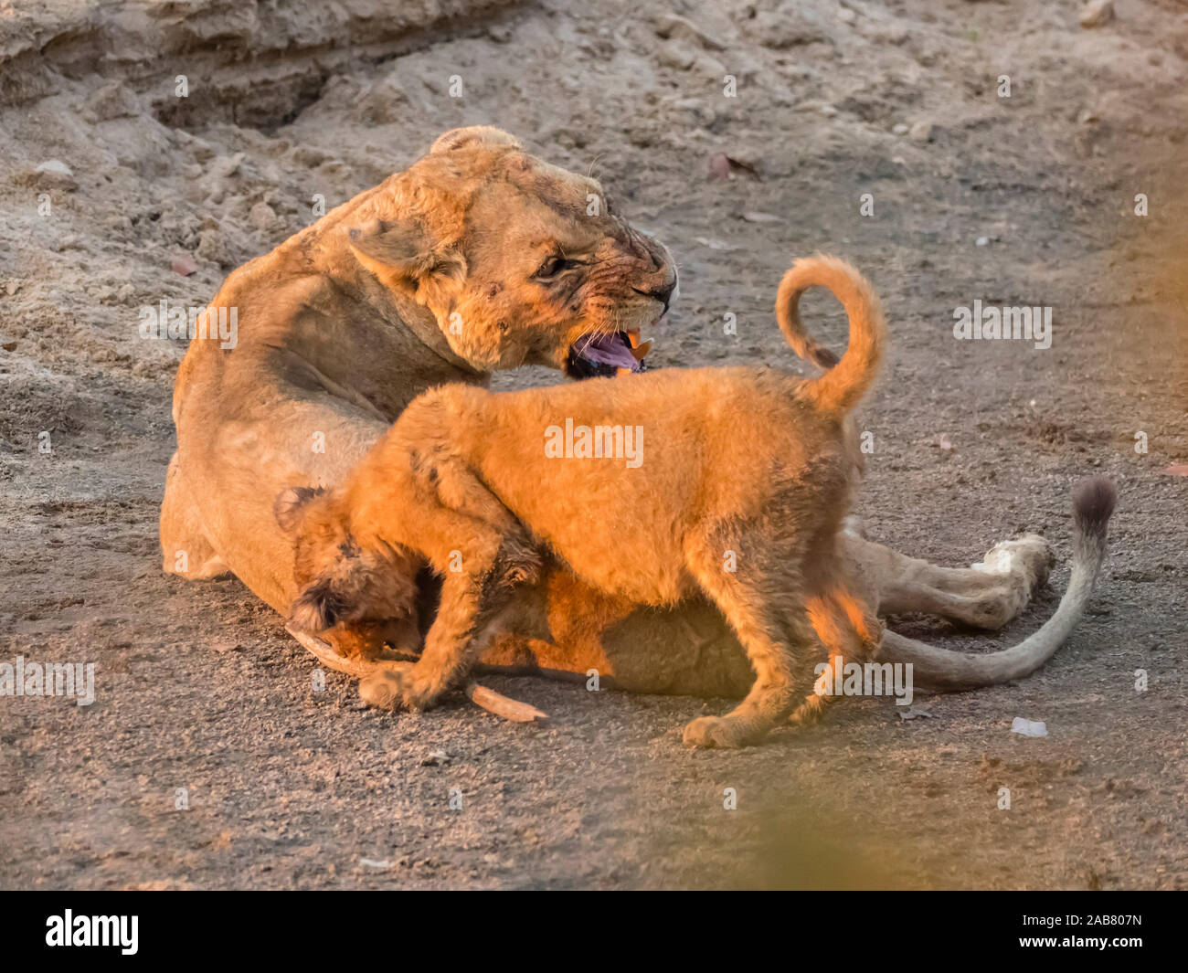 Un adulto leonessa (Panthera leo) con giocosa cub lungo il fiume Luangwa nel sud Luangwa National Park, Zambia, Africa Foto Stock