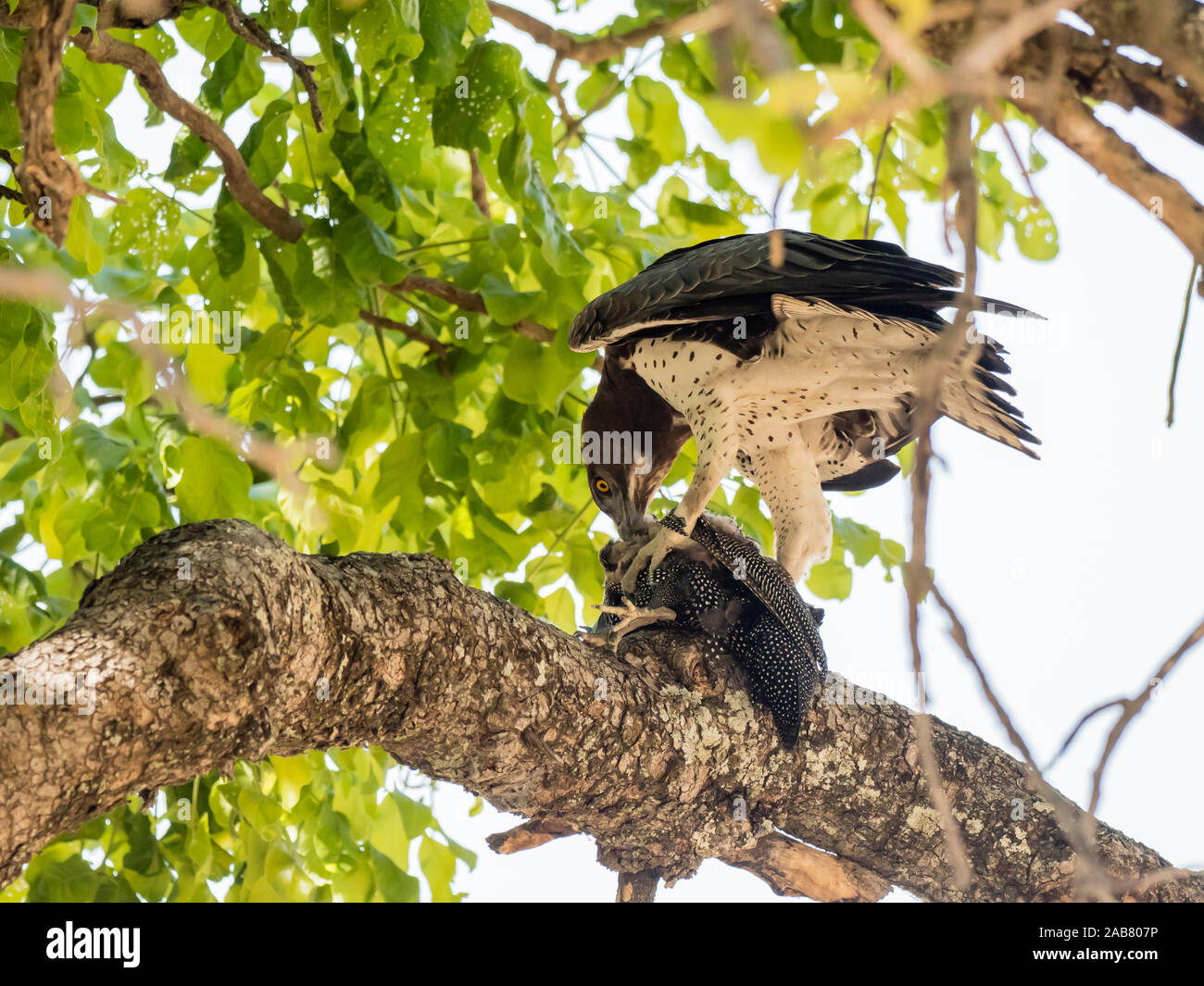 Un adulto martial eagle (Polemaetus bellicosus), con un helmeted le faraone, South Luangwa National Park, Zambia, Africa Foto Stock
