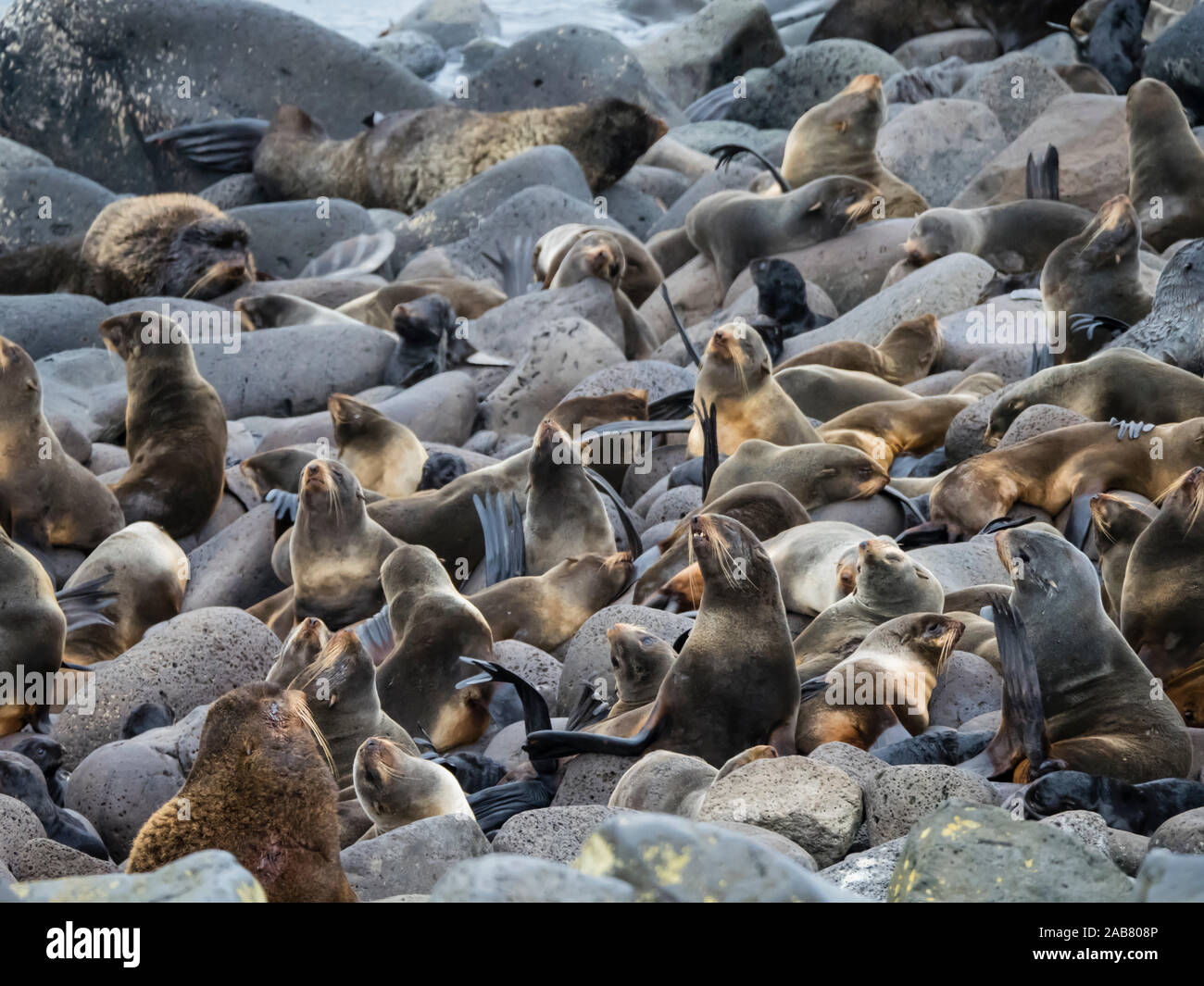 Colonia di allevamento del nord le foche (Callorhinus ursinus) sull isola di San Paolo, le isole Pribilof, Alaska, America del Nord Foto Stock