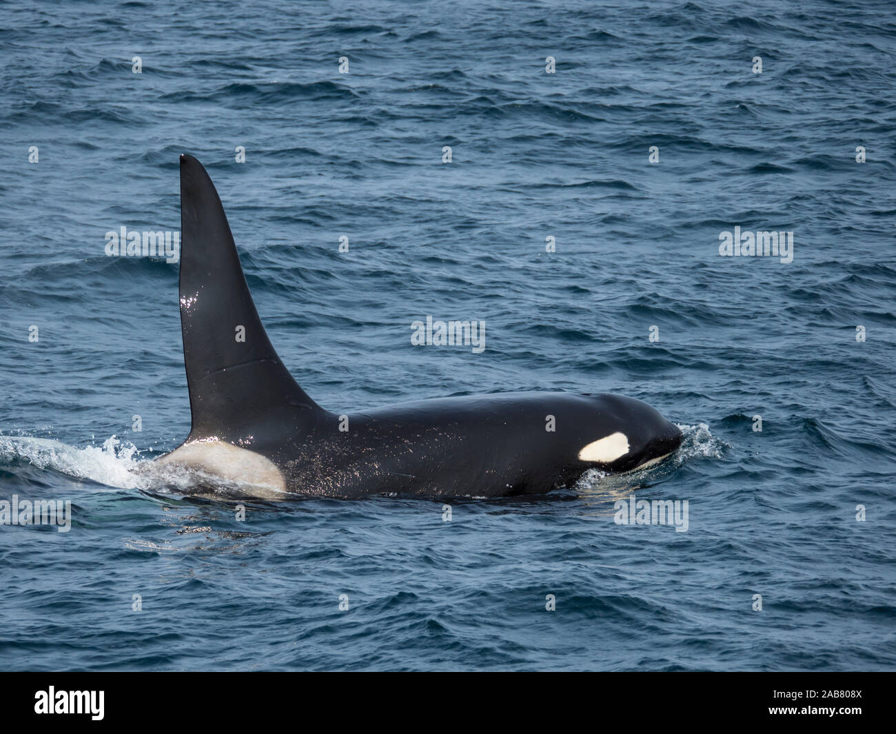 Adulto bull Killer Whale (Orcinus orca), affiorante off isola Kagamil, isole Aleutian, Alaska, America del Nord Foto Stock
