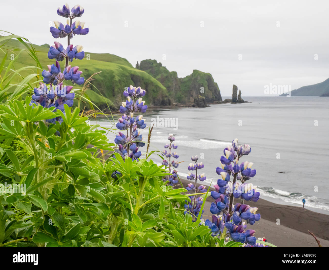 Wild Nootka (lupino Lupinus nootkatensis), nell'isola Kagamil, Aleutians, Alaska, America del Nord Foto Stock