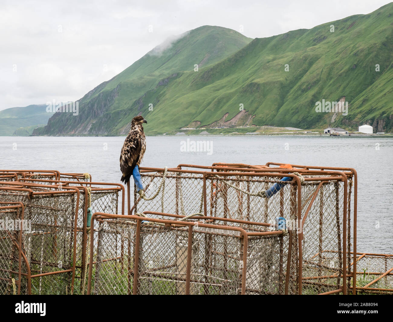 I capretti aquila calva (Haliaeetus leucocephalus), sul re di pentole di granchio nella città di porto olandese, Unalaska Isola, Alaska, America del Nord Foto Stock