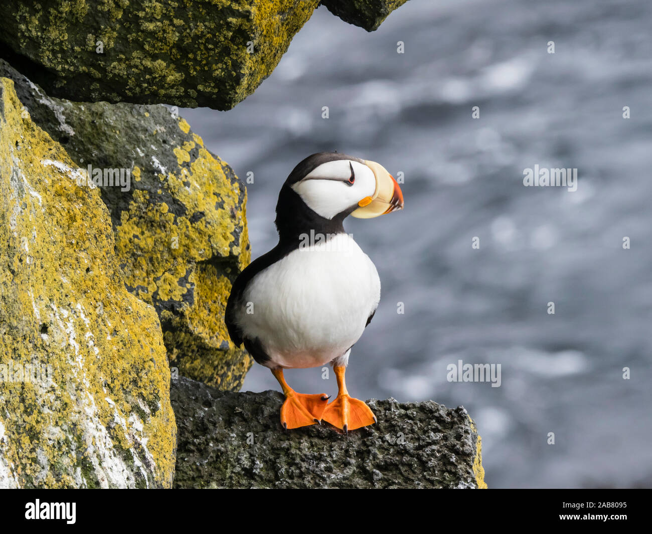 Adulto cornuto puffin (Fratercula corniculata), sulla scogliera di nidificazione sull isola di San Paolo, le isole Pribilof, Alaska, America del Nord Foto Stock