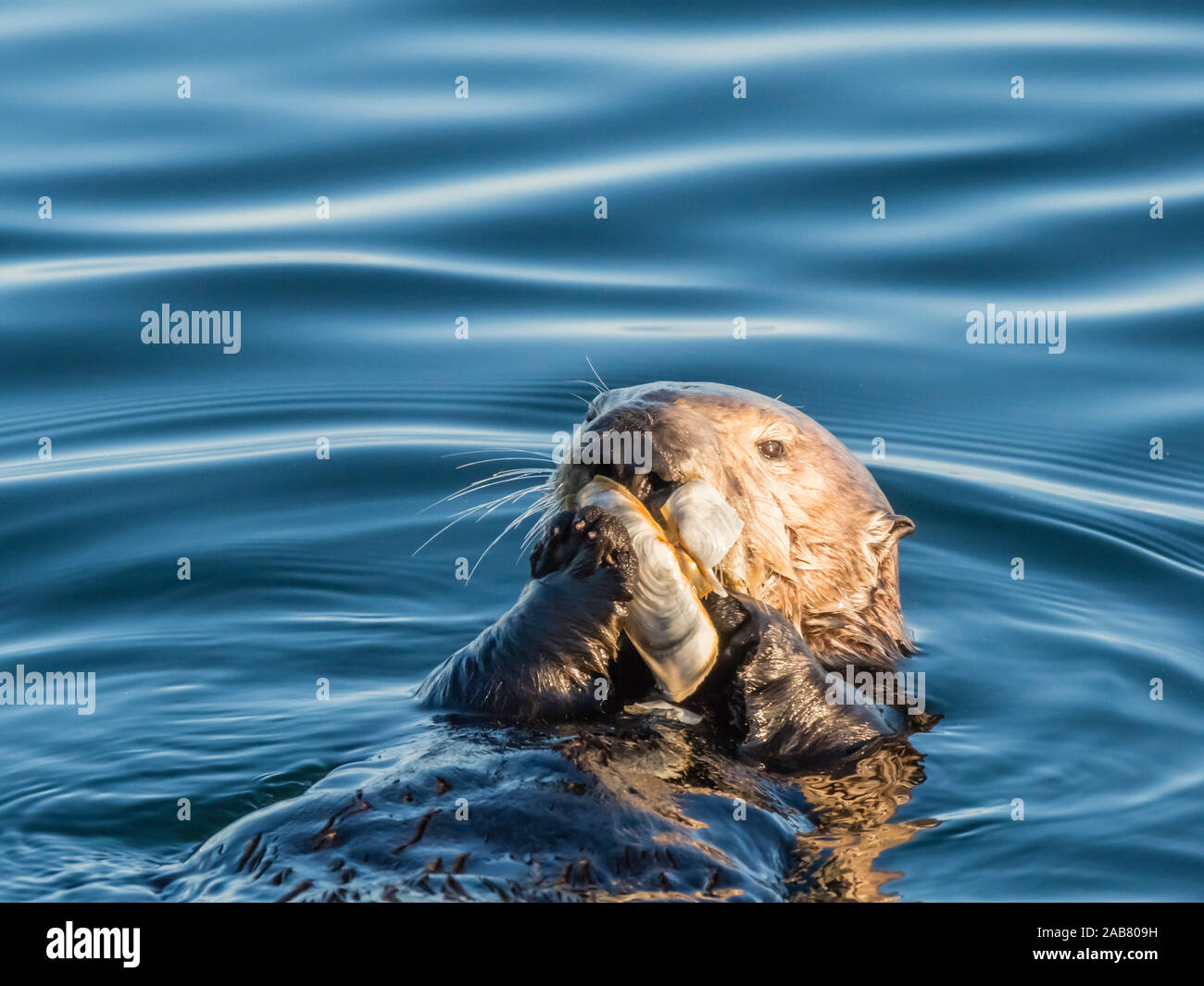 Un adulto di Sea Otter (Enhydra lutris), di alimentazione su un rasoio clam di Monterey Bay National Marine Sanctuary, California, America del Nord Foto Stock