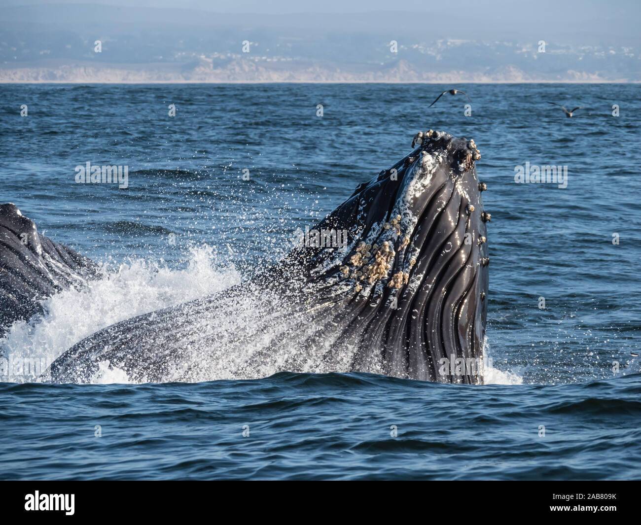 Humpback Whale (Megaptera novaeangliae), lunge-alimentando in Monterey Bay National Marine Sanctuary, California, America del Nord Foto Stock