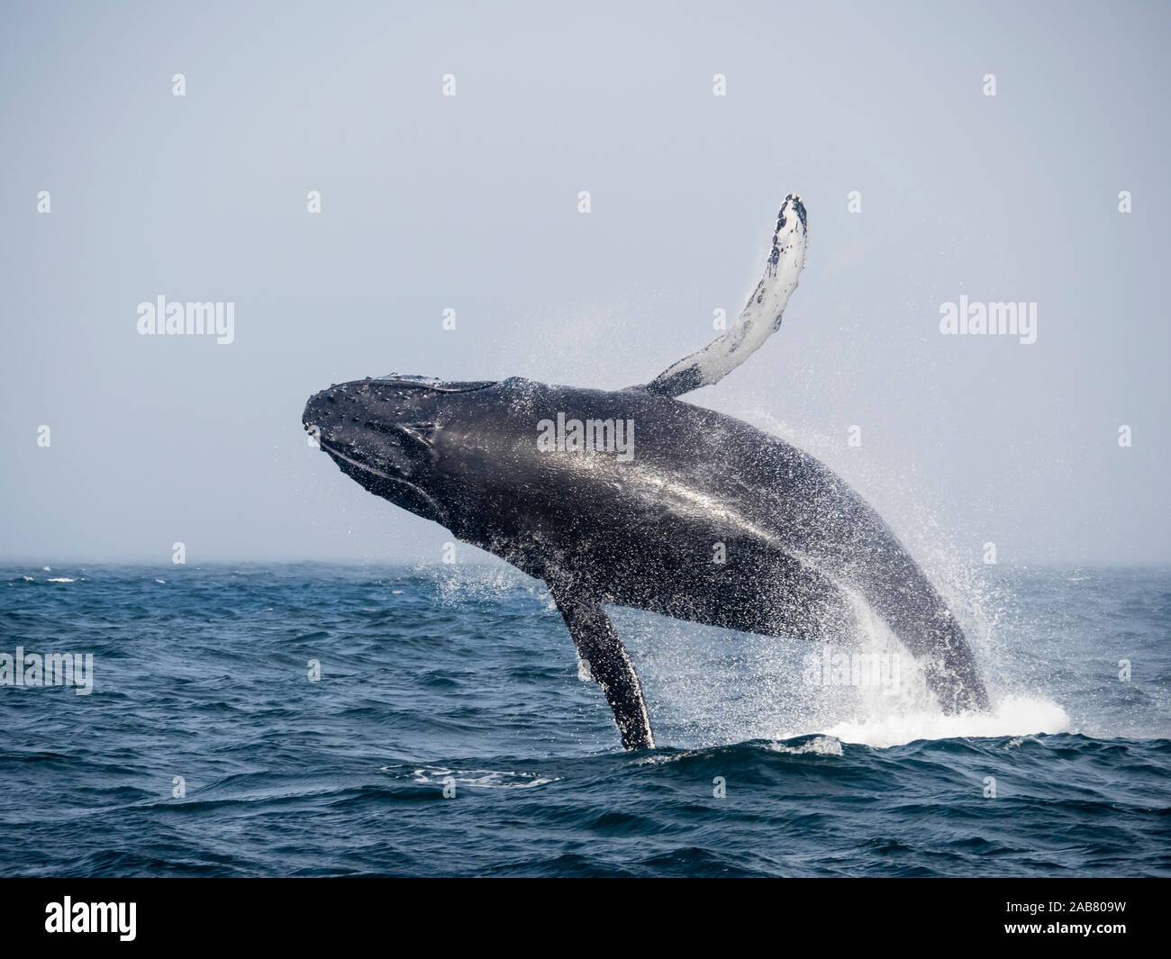 Humpback Whale (Megaptera novaeangliae), in caso di violazione di Monterey Bay National Marine Sanctuary, California, America del Nord Foto Stock