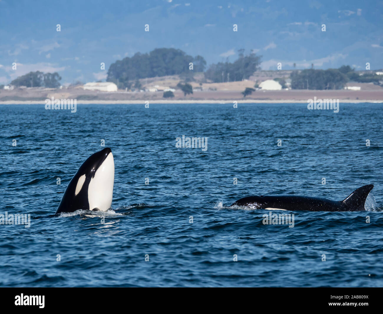 Tipo transitorio balena killer (Orcinus orca), spy-hopping a Monterey Bay National Marine Sanctuary, California, America del Nord Foto Stock