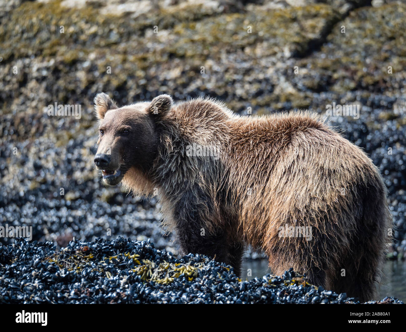 I giovani l'orso bruno (Ursus arctos), alimentazione a bassa marea nel porto di geografica, Katmai National Park, Alaska, America del Nord Foto Stock