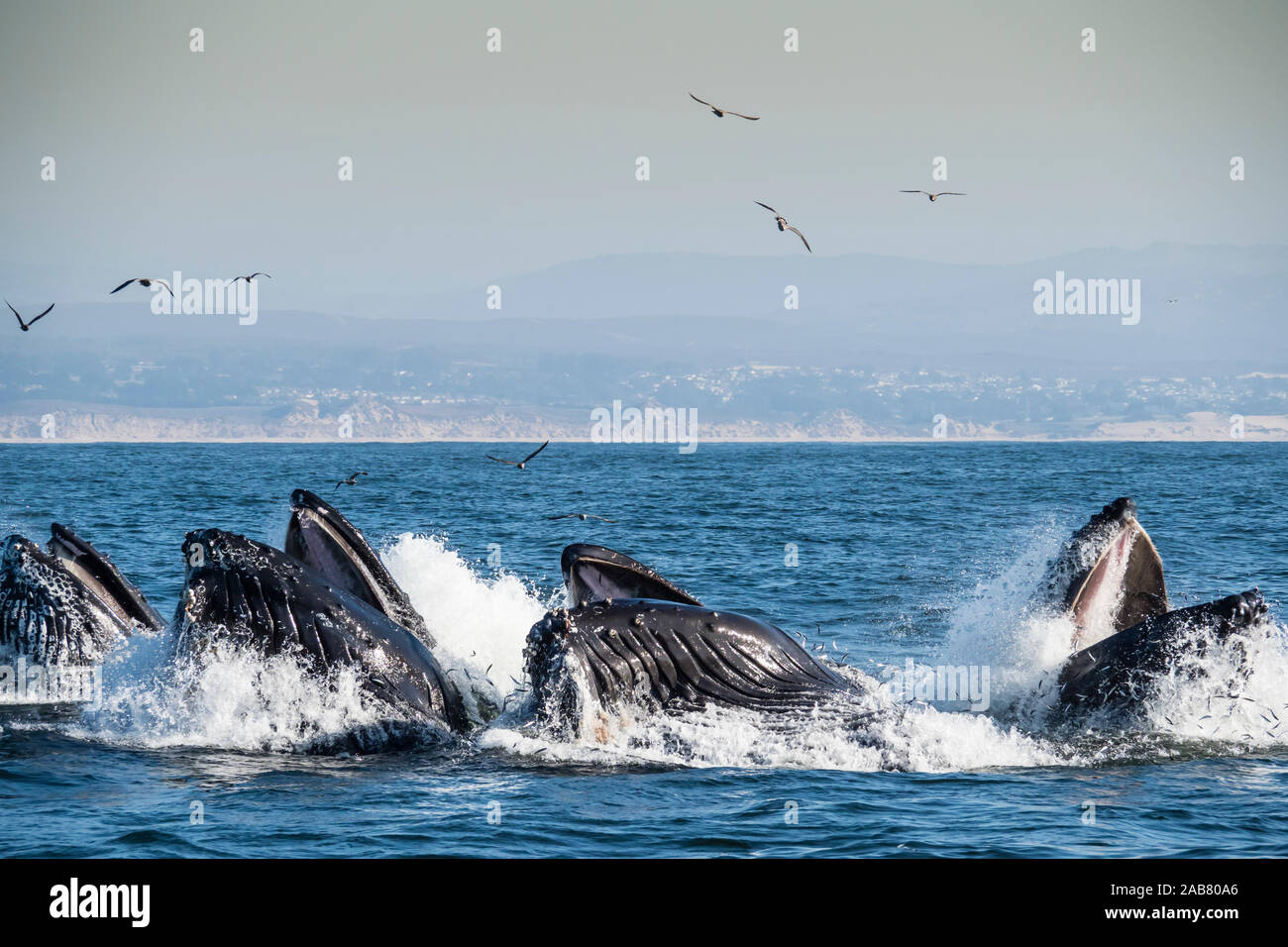 Le balene con la gobba (Megaptera novaeangliae), lunge-alimentando in Monterey Bay National Marine Sanctuary, California, America del Nord Foto Stock