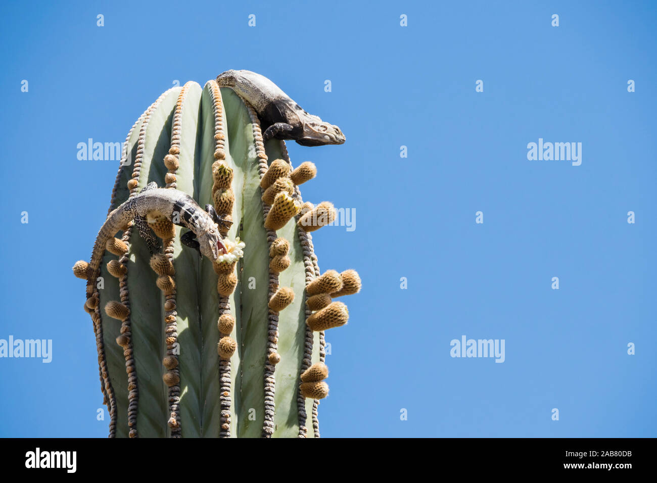 San Esteban spinoso-tailed iguana (Ctenosaura conspicuosa), mangiare cactus, Isla San Esteban, Baja California, Messico, America del Nord Foto Stock