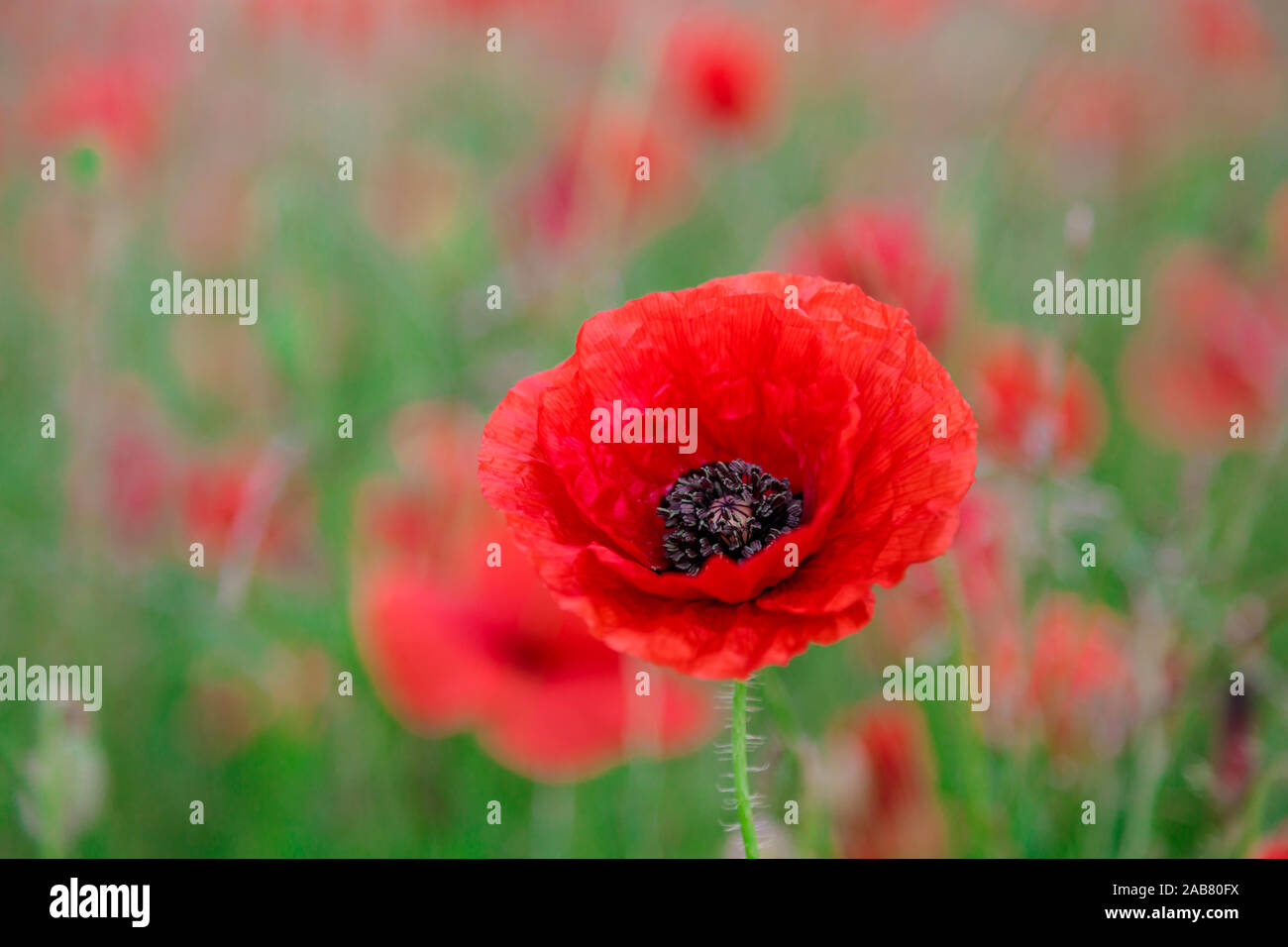 Rosso papavero, bellissimi fiori selvatici ritratto, luce morbida, Parco Nazionale di Peak District, Baslow, Derbyshire, England, Regno Unito, Europa Foto Stock