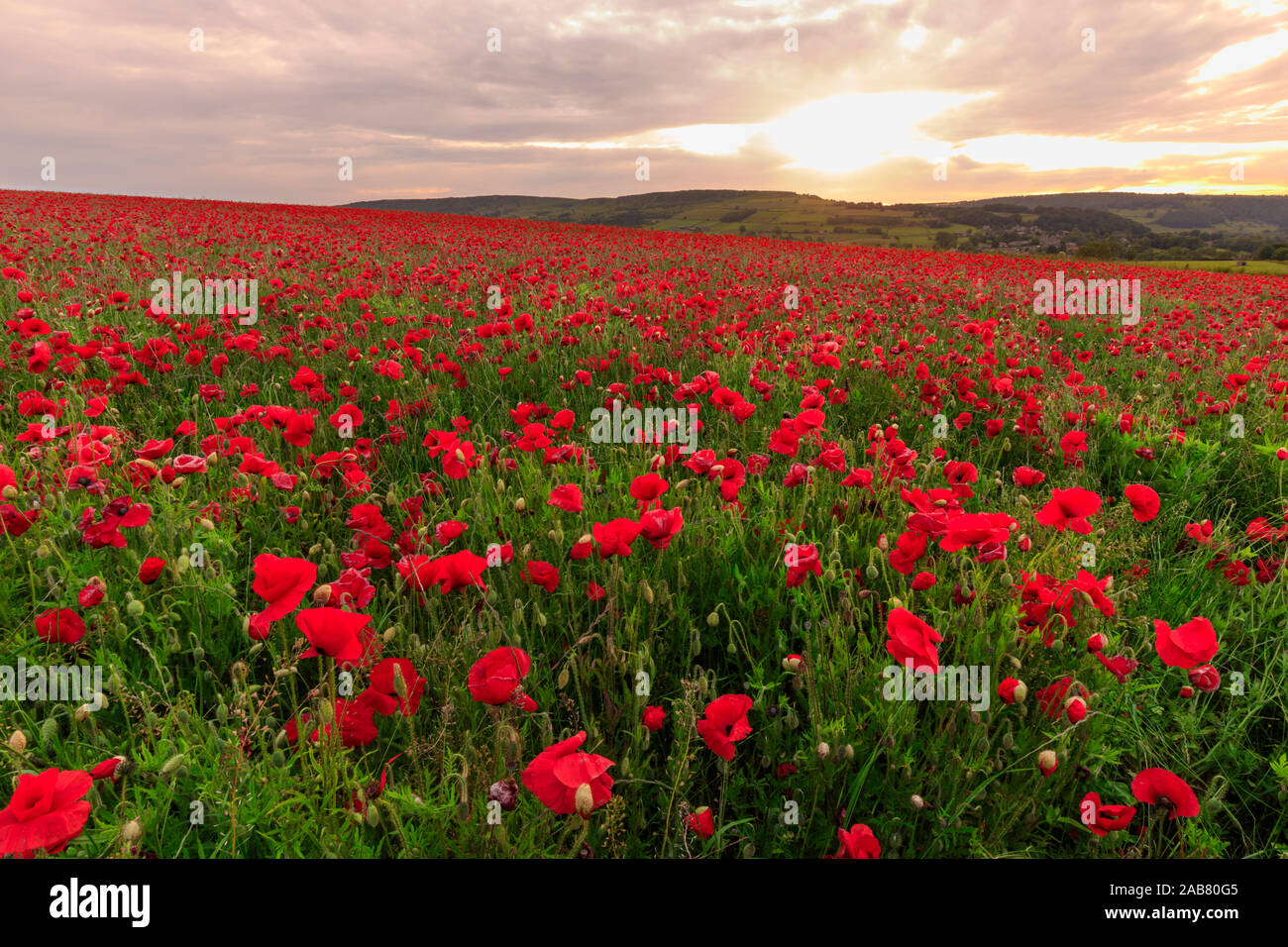 Papaveri rossi, campo retroilluminato a sunrise, fiori selvatici, Parco Nazionale di Peak District, Baslow, Derbyshire, England, Regno Unito, Europa Foto Stock