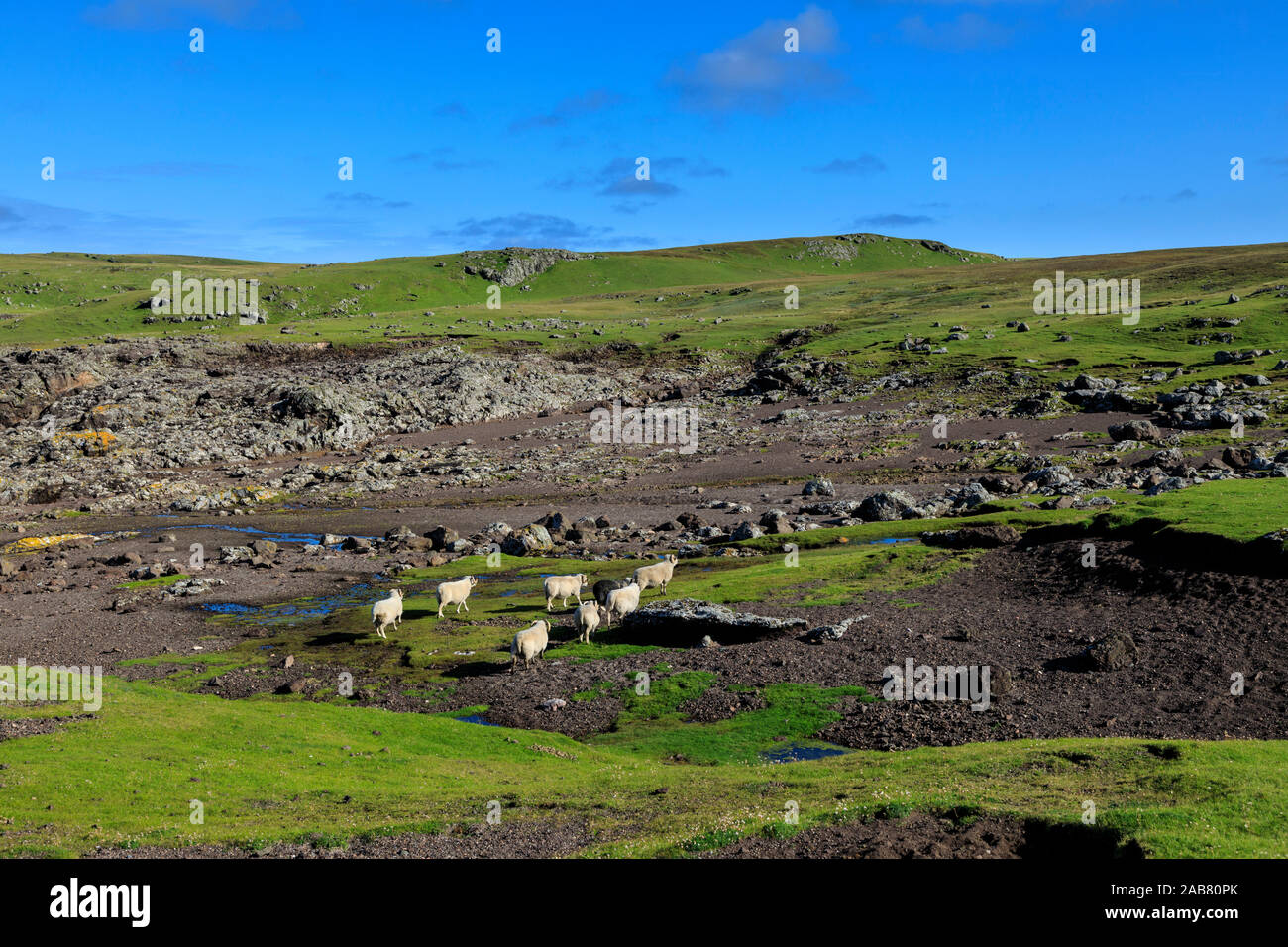 Pecore delle Shetland, Villians di Hamnavoe, cliff tops sagomati da depositi di tempesta, Eshaness, Northmavine, Isole Shetland Scozia, Regno Unito, Europa Foto Stock