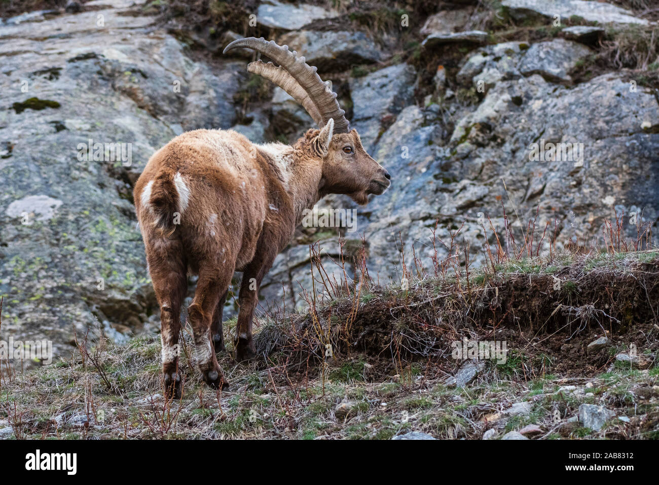 Stambecco delle Alpi (Capra ibex), la Valsavarenche Parco Nazionale del Gran Paradiso, Valle d'Aosta, Italia, Europa Foto Stock
