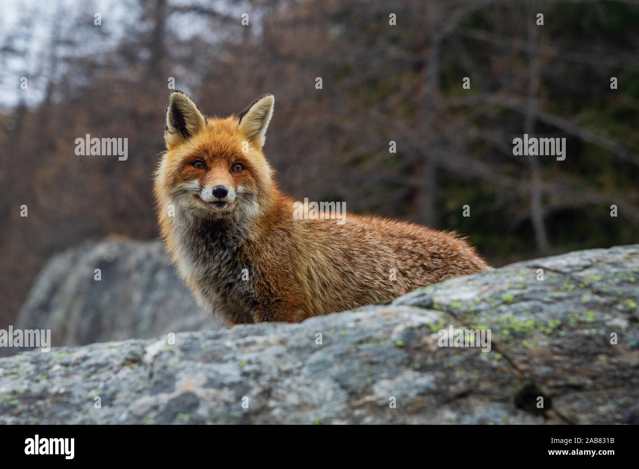 Red Fox (Vulpes vulpes vulpes), la Valsavarenche Parco Nazionale del Gran Paradiso, Valle d'Aosta, Italia, Europa Foto Stock
