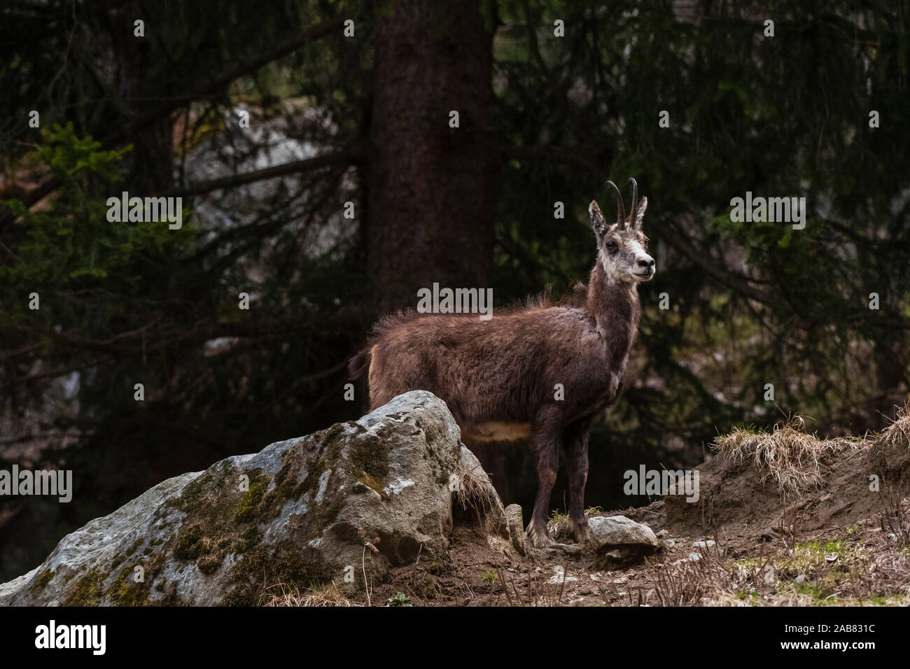 Il camoscio (Rupicapra rupicapra), la Valsavarenche Parco Nazionale del Gran Paradiso, Valle d'Aosta, Italia, Europa Foto Stock