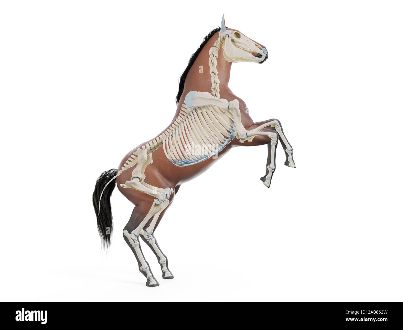 3D Rendering accurato dal punto di vista medico illustrazione dell'anatomia equina - lo scheletro Foto Stock