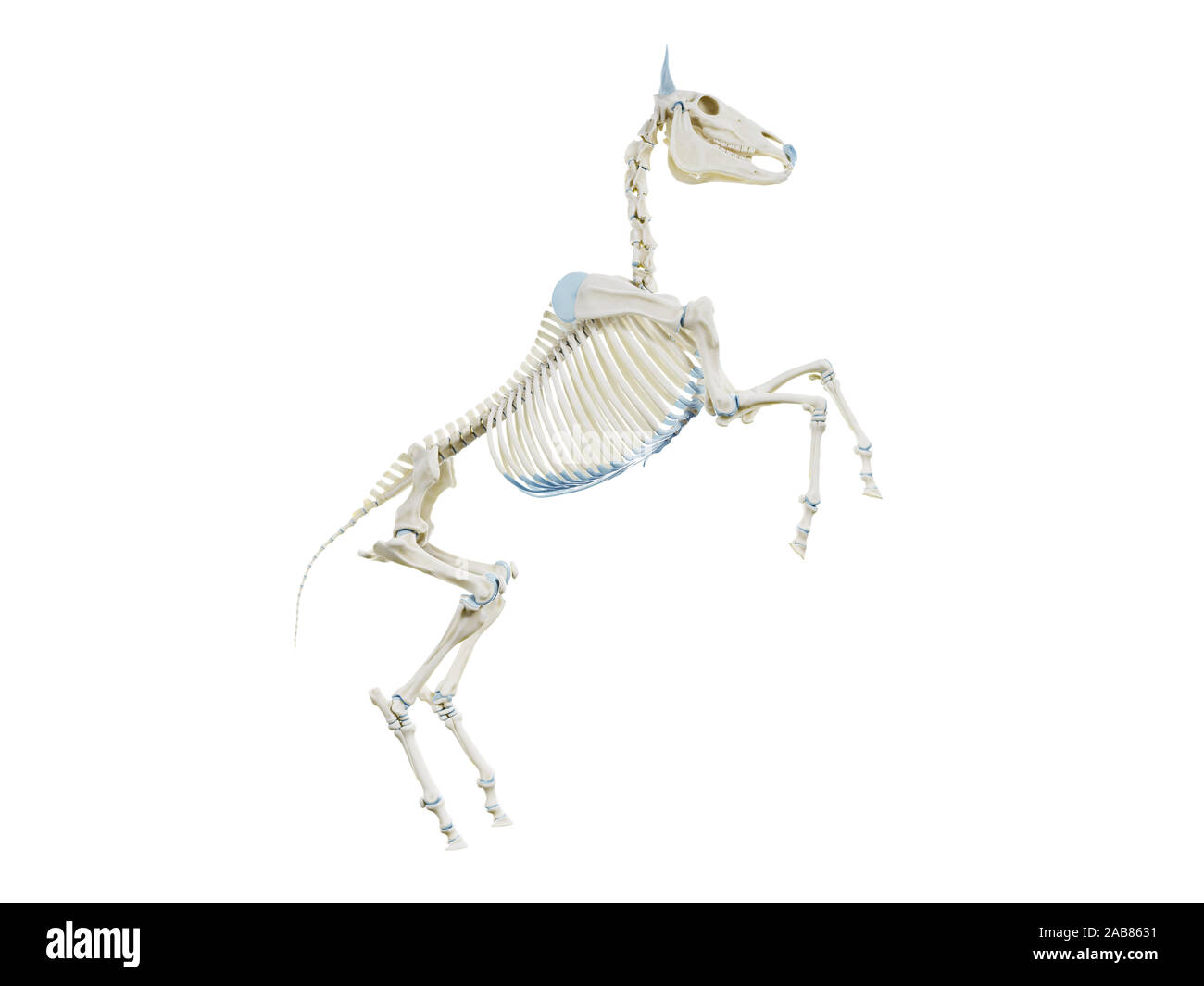 3D Rendering accurato dal punto di vista medico illustrazione dell'anatomia equina - lo scheletro Foto Stock