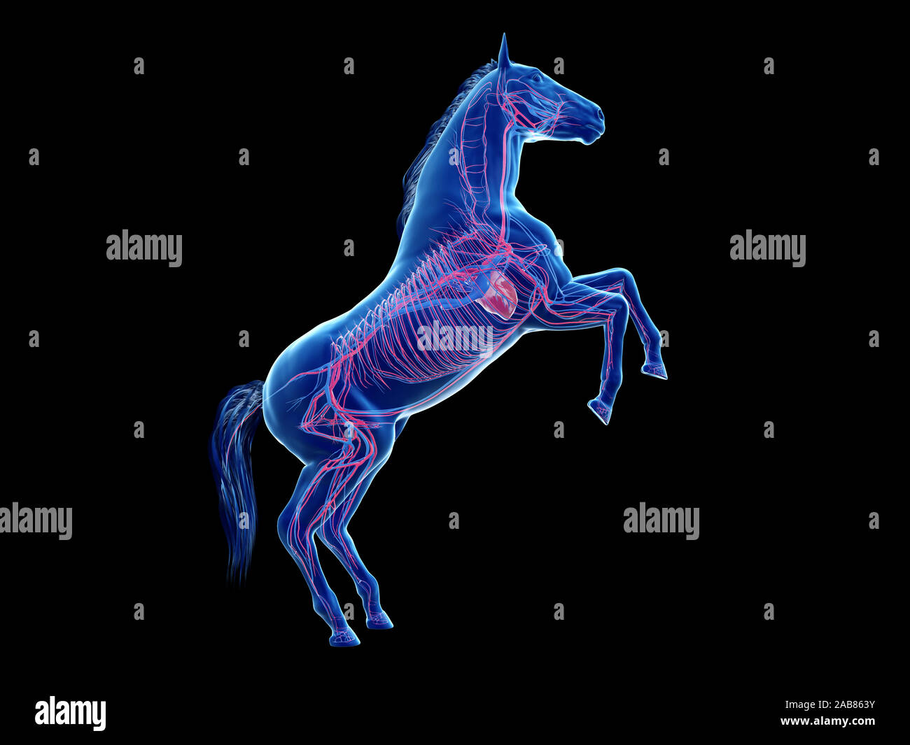 3D Rendering accurato dal punto di vista medico illustrazione dell'anatomia equina - il sistema vascolare Foto Stock