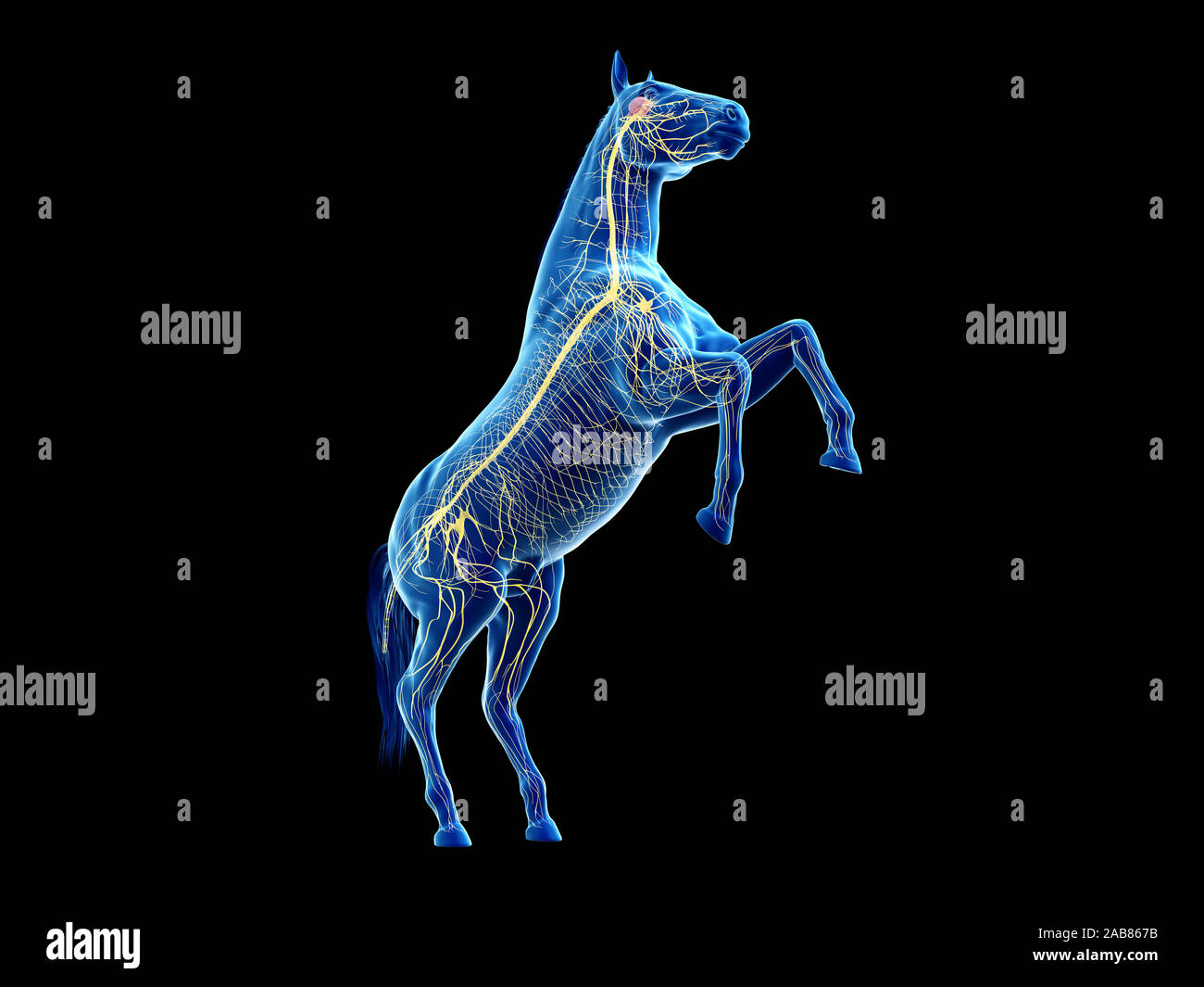 3D Rendering accurato dal punto di vista medico illustrazione dell'anatomia equina - il sistema nervoso Foto Stock