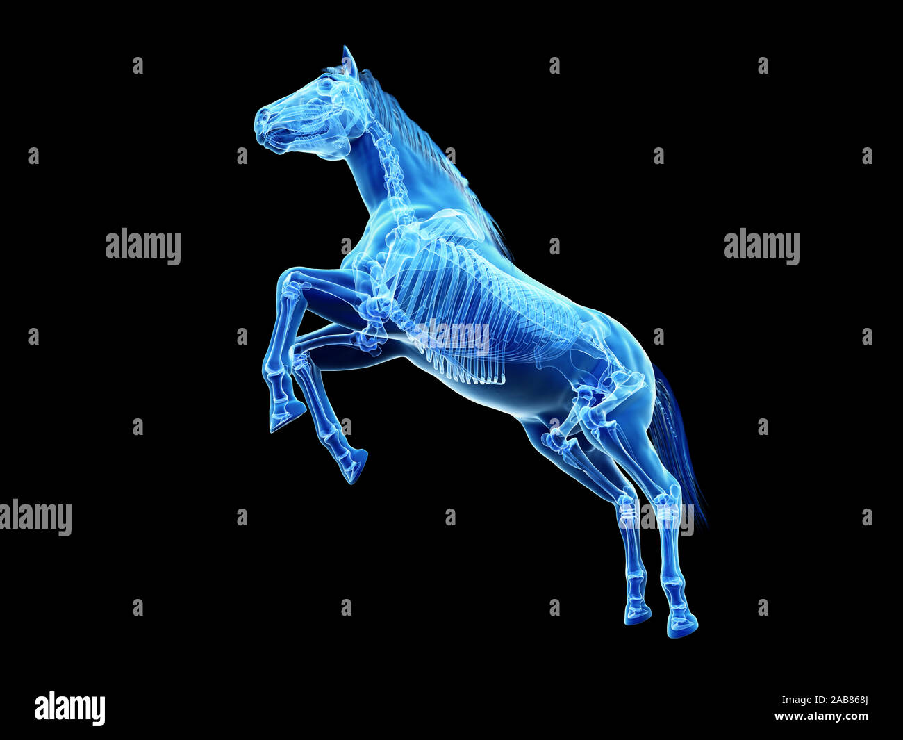 3D Rendering accurato dal punto di vista medico illustrazione dell'anatomia equina - lo scheletro Foto Stock
