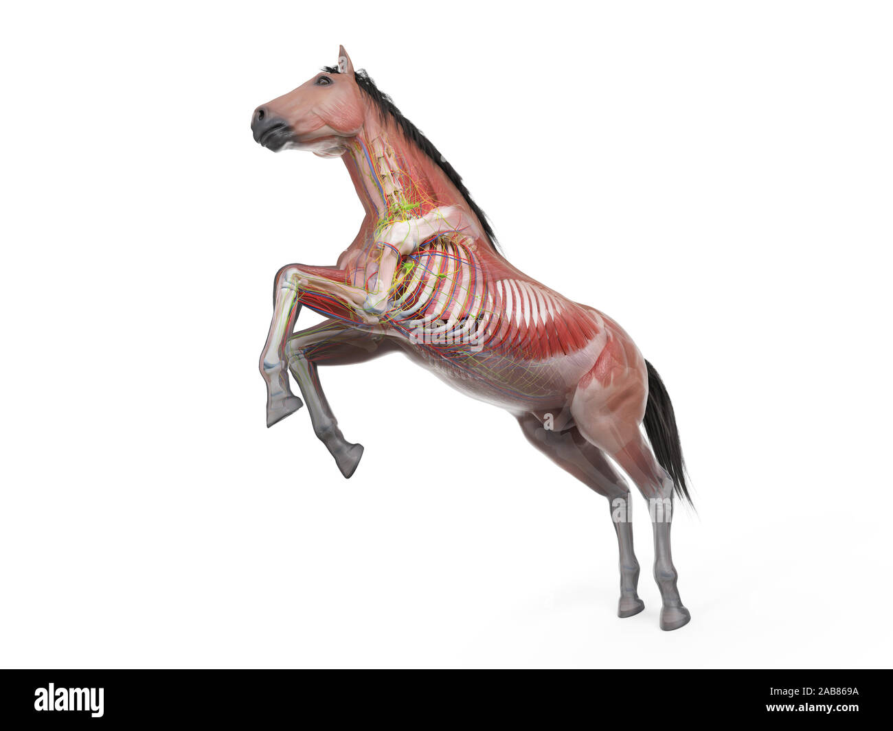 3D Rendering accurato dal punto di vista medico illustrazione dell'anatomia equina - il sistema muscolare Foto Stock