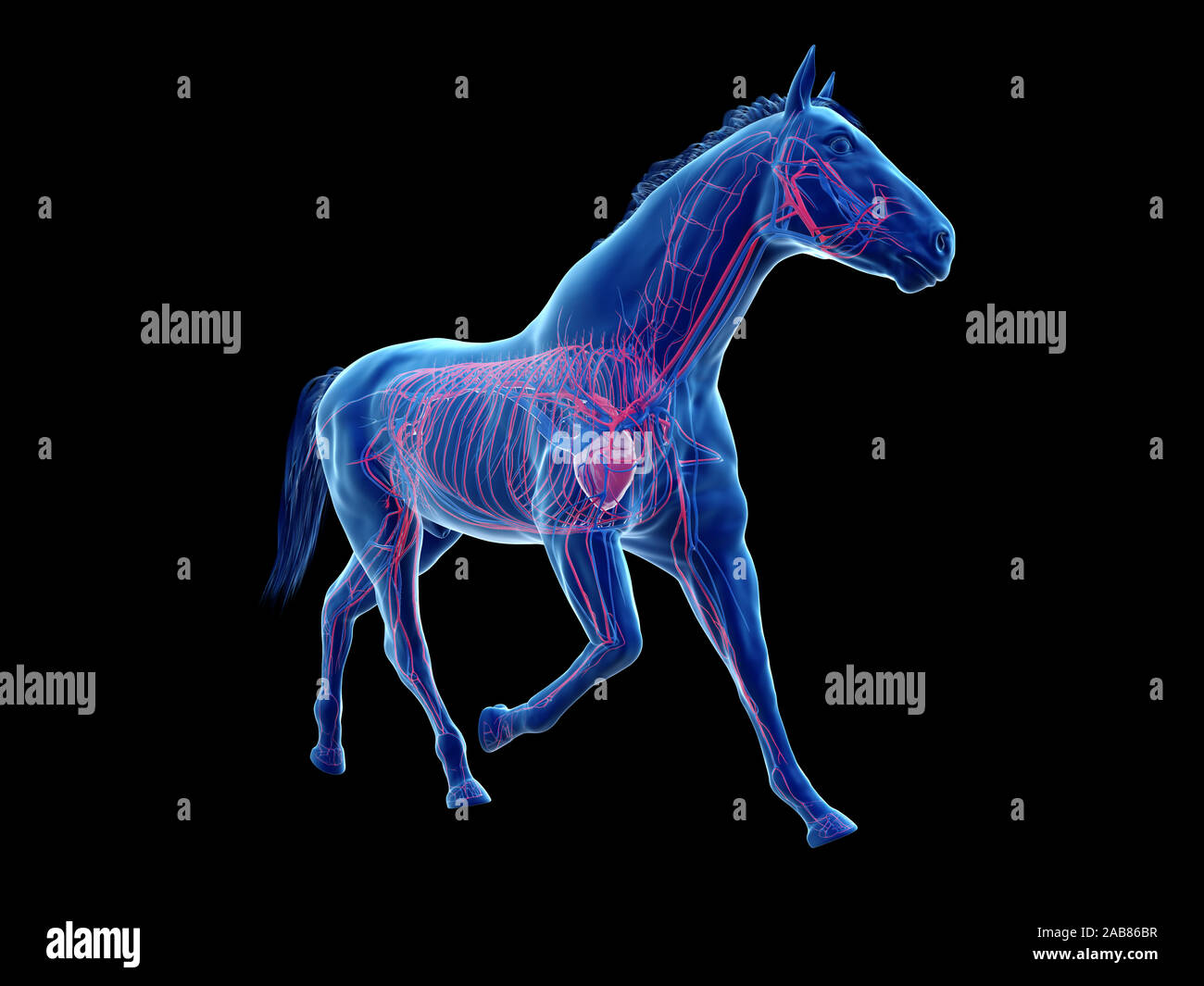 3D Rendering accurato dal punto di vista medico illustrazione dell'anatomia equina - il sistema vascolare Foto Stock