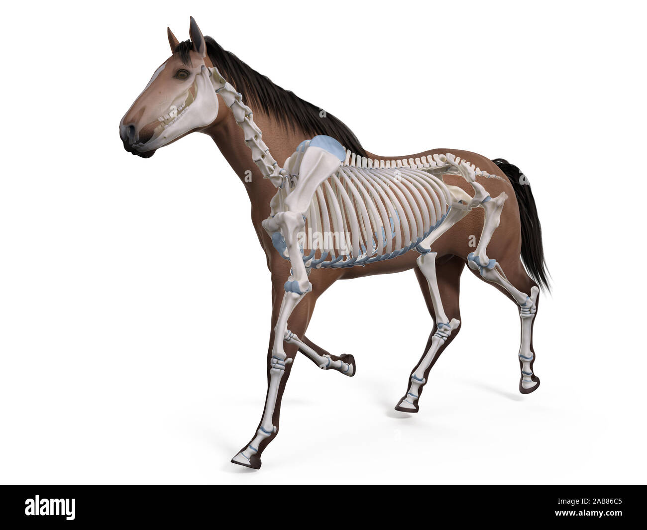3D Rendering accurato dal punto di vista medico illustrazione dell'anatomia equina - lo scheletro Foto Stock
