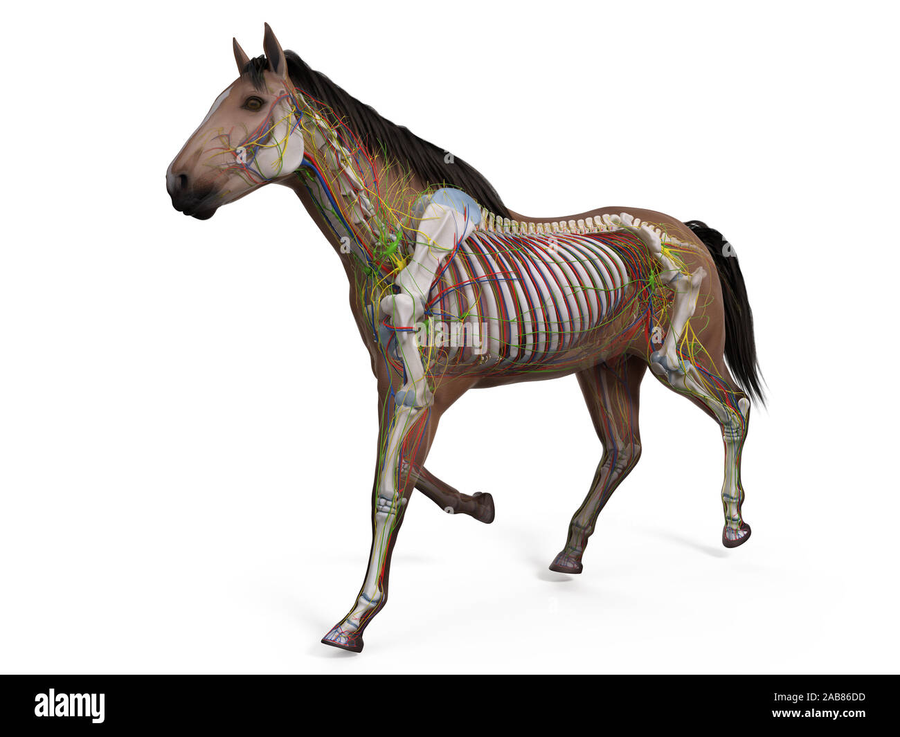 3D Rendering accurato dal punto di vista medico illustrazione dell'anatomia equina Foto Stock